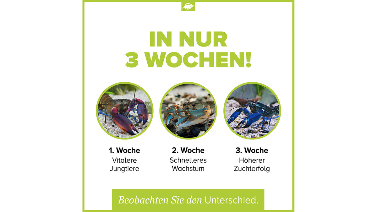 NatureHolic Cheraxfeed Junior Krebsfutter 30 g als wasserstabile Softpellets zur Aufzucht heranwachsender Cherax Flusskrebse aus Papua Übersicht zu besseren Zuchterfolg