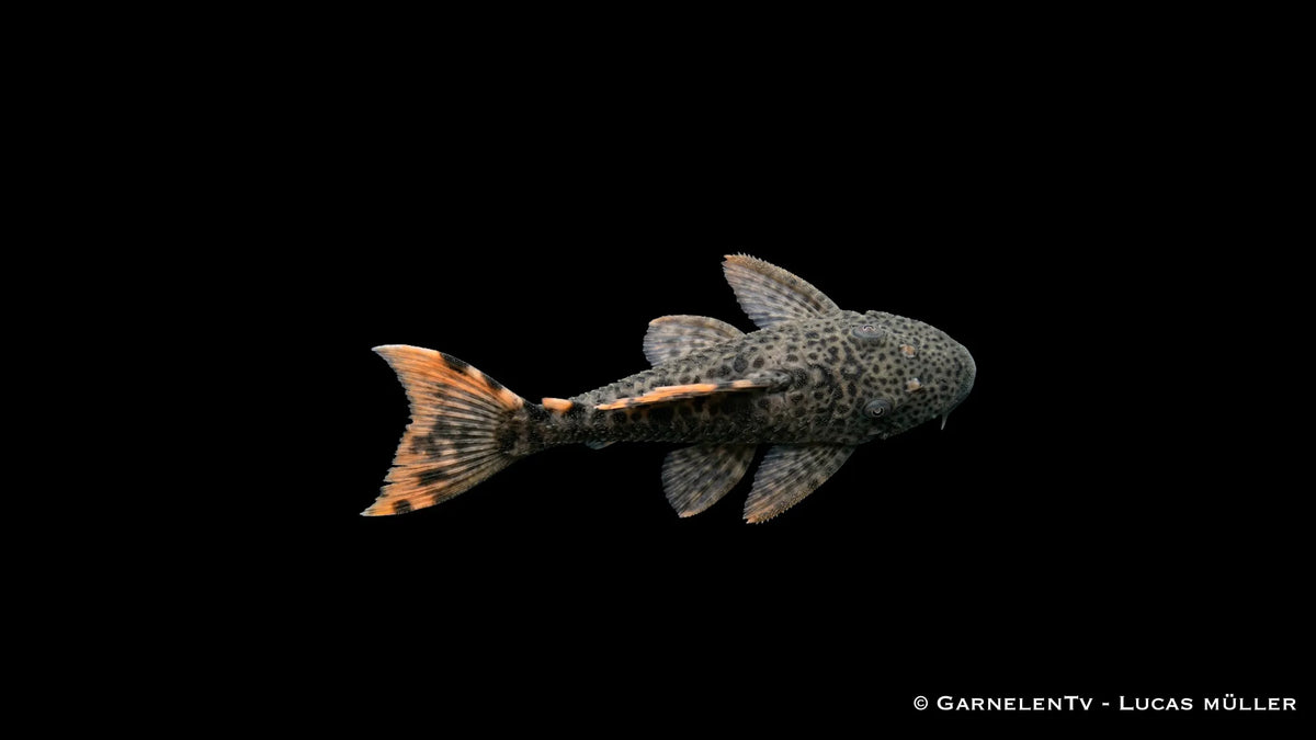 Leporacanthicus triactis als seltener L Wels mit kräftigem Kopf, auffälligen Zähnen und kontrastreicher Flossenzeichnung für große Süßwasseraquarien