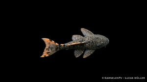 Leporacanthicus triactis als seltener L Wels mit kräftigem Kopf, auffälligen Zähnen und kontrastreicher Flossenzeichnung für große Süßwasseraquarien