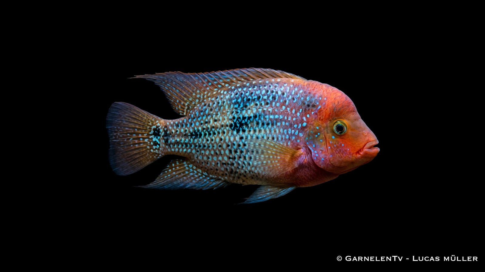 Cichlasoma synspilum Blue Spotted mit feuriger Kopffärbung und blauen Körperpunkten