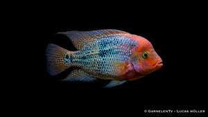 Cichlasoma synspilum Blue Spotted mit feuriger Kopffärbung und blauen Körperpunkten