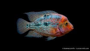 Feuerkopfcichlide Blue Spotted Cichlasoma synspilum DNZ im großen Aquarium