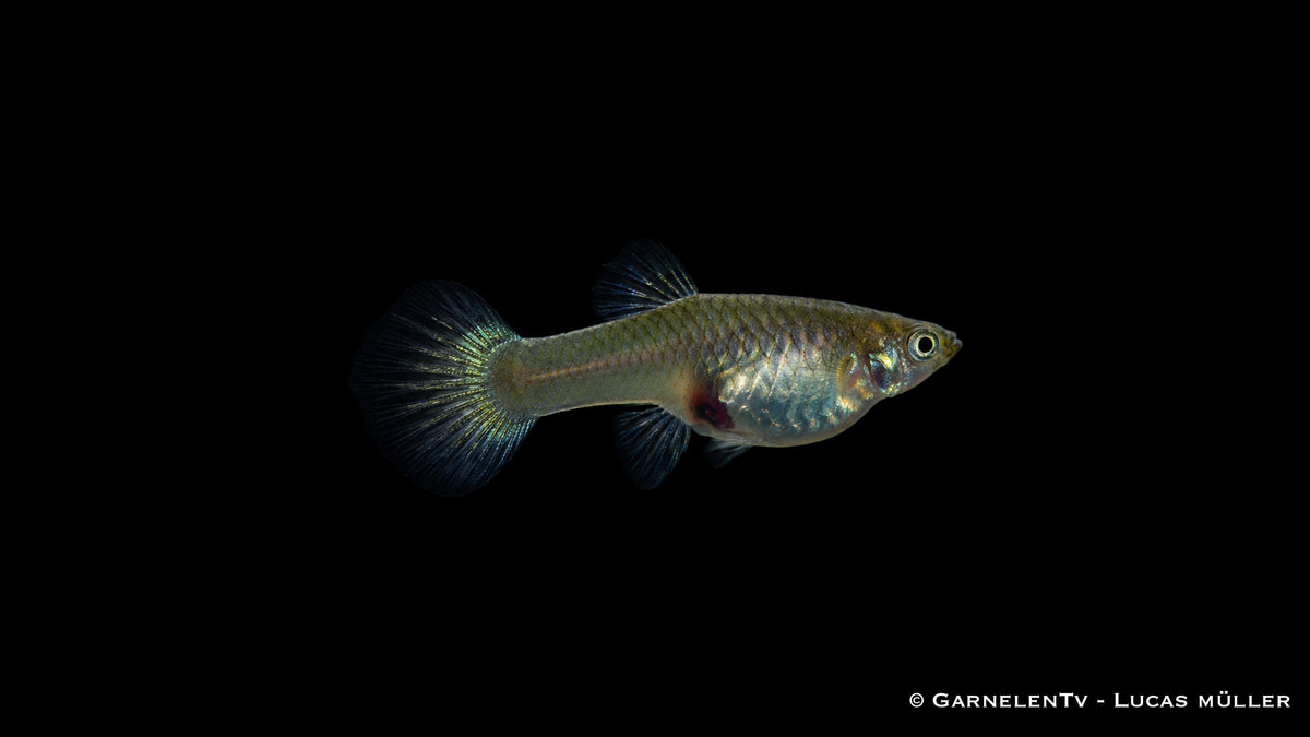Wiener Smaragd Gold Guppy Weibchen mit dezenter goldener Färbung
