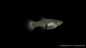 Wiener Smaragd Gold Guppy Weibchen mit dezenter goldener Färbung

