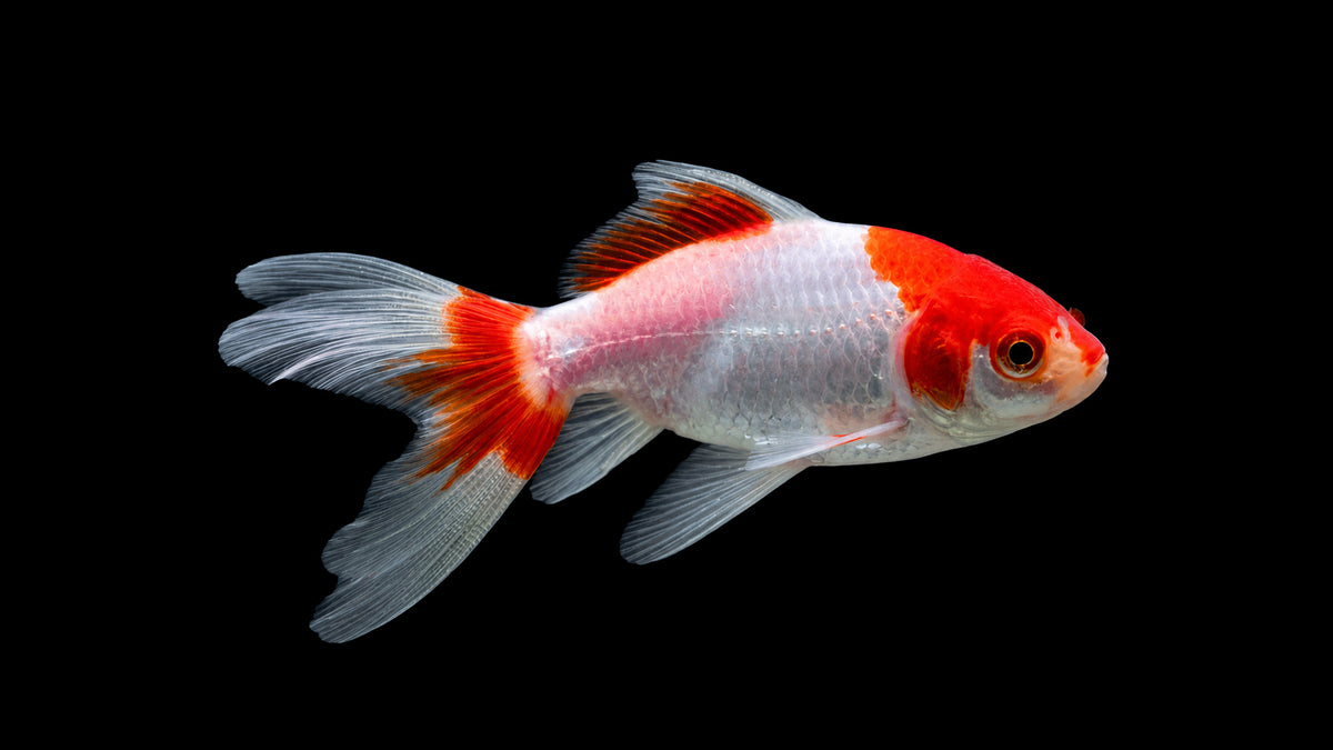 Wakin Goldfisch mit schlanker Körperform und Doppelschwanz im Kaltwasser Aquarium