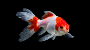 Wakin Goldfisch mit schlanker Körperform und Doppelschwanz im Kaltwasser Aquarium von vorne