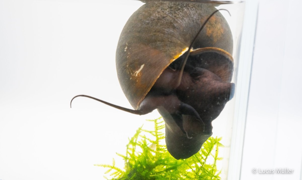 Aquarienbewohner Asiatische Apfelschnecke Pilla ampullacea

