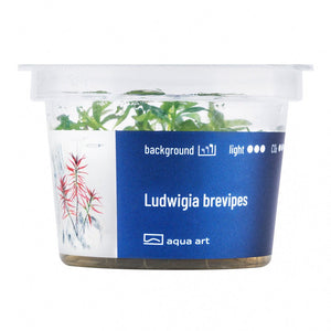 Aquarienpflanze Ludwigia brevipes mit gelb-orangefarbenen Blättern.

