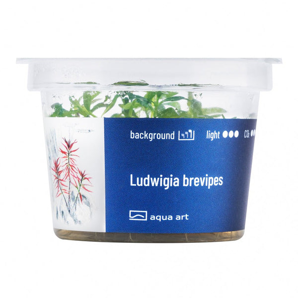 Aquarienpflanze Ludwigia brevipes mit gelb-orangefarbenen Blättern.

