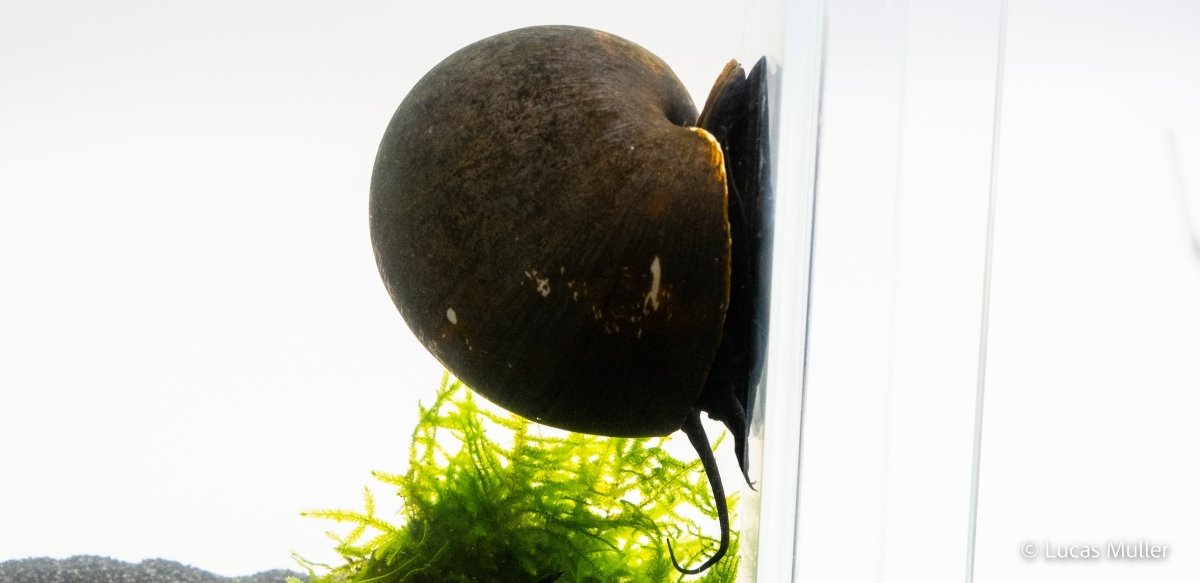 Asiatische Apfelschnecke im Aquarium – Pilla ampullacea