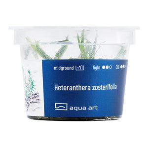 Buschige Pflanzengruppe Heteranthera zosterifolia InVitro


