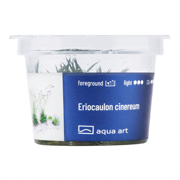 Eriocaulon cinereum mit nadelartigen Blättern im Aquarium

