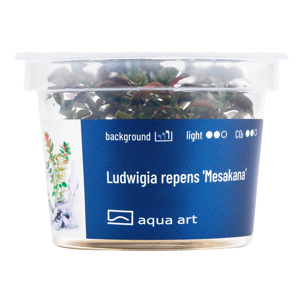 Nahaufnahme der Ludwigia repens 'Mesakana' Pflanze mit intensiv roter Farbe.

