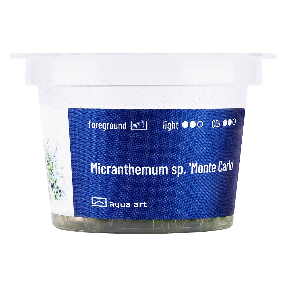 Nahaufnahme der Micranthemum sp. &#39;Monte Carlo&#39; Pflanze mit hellgrünen Blättern im Aquarium.

