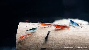 Garnelen Mix - Neocaridina - GarnelenTv-Shop

Neocaridina Garnelen in Rot, Blau, Gelb und Orange
