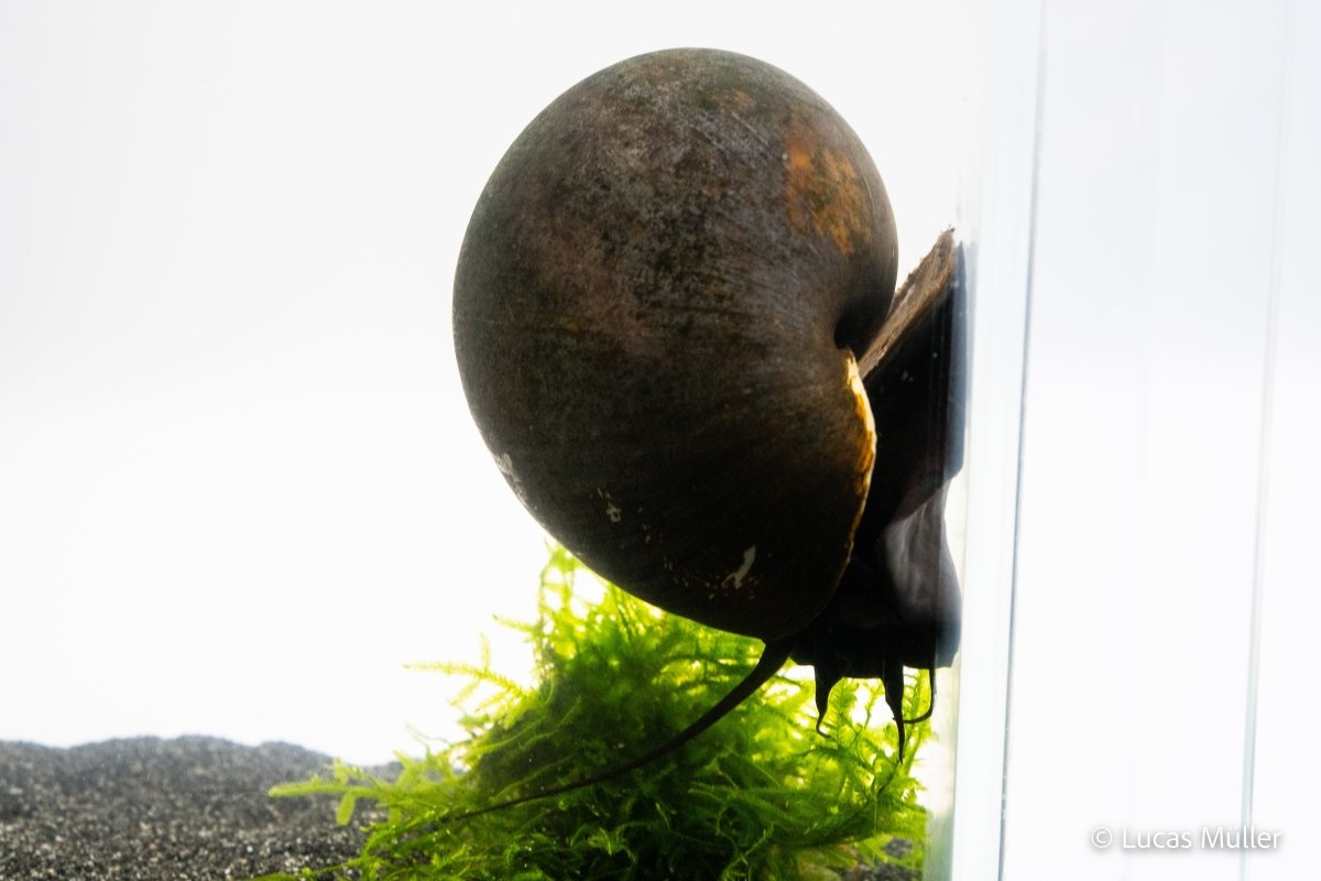 Pilla ampullacea, Asiatische Apfelschnecke auf Felsen