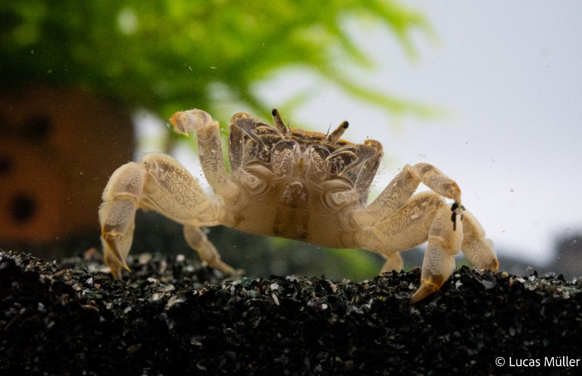 Zwergghost Unterwasserkrabbe auf Kies im Aquarium

