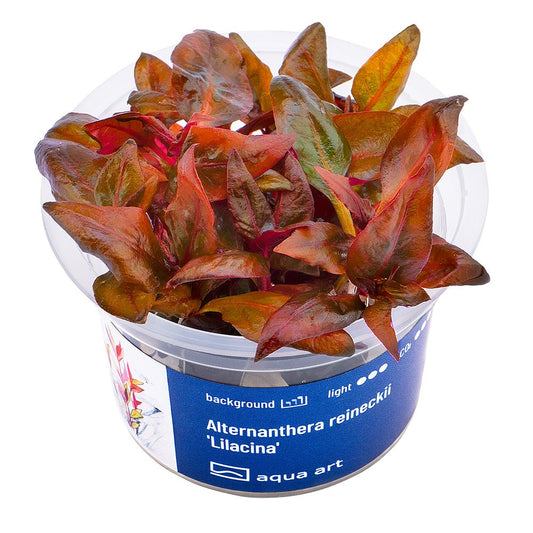 Alternanthera reineckii 'Lilacina' - GarnelenTv-Shop
Alternanthera reineckii 'Lilacina' rote Stängelpflanze im Aquarium