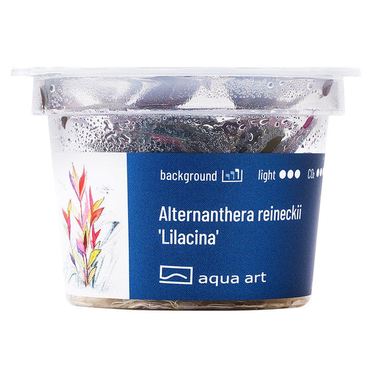 Alternanthera reineckii 'Lilacina' - GarnelenTv-Shop
Dunkelrote Blätter von Alternanthera reineckii 'Lilacina' unter Wasser