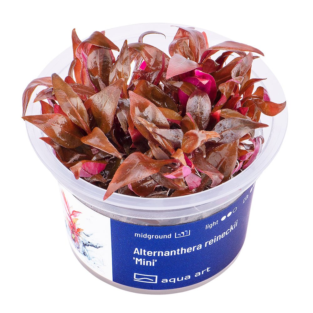Alternanthera reineckii 'Mini' - GarnelenTv-Shop
Alternanthera reineckii 'Mini' kompakte Pflanze im Aquarium