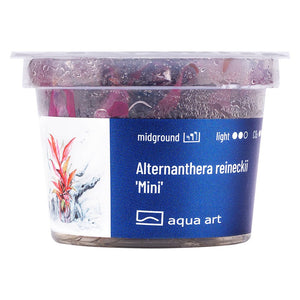 Alternanthera reineckii 'Mini' - GarnelenTv-Shop
Rotviolette Blätter von Alternanthera reineckii 'Mini' als Vordergrundteppich