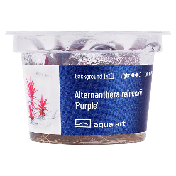 Alternanthera reineckii 'Purple' - GarnelenTv-Shop