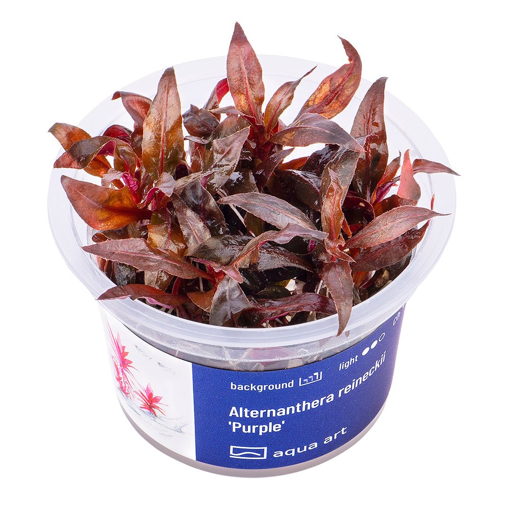 Alternanthera reineckii 'Purple' - GarnelenTv-Shop
Alternanthera reineckii 'Purple' mit großen roten Blättern im Aquarium