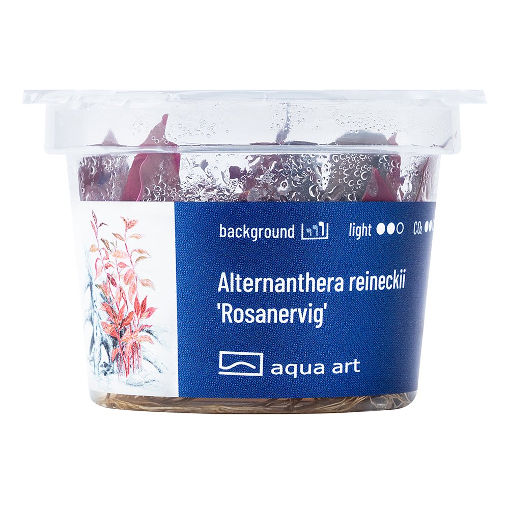 Alternanthera reineckii 'Rosanervig' - GarnelenTv-Shop
Alternanthera reineckii 'Rosanervig' mit charakteristischem Blattmuster