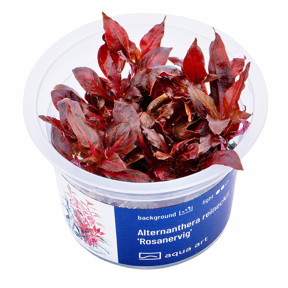 Alternanthera reineckii 'Rosanervig' - GarnelenTv-Shop
Alternanthera reineckii 'Rosanervig' mit charakteristischem Blattmuster