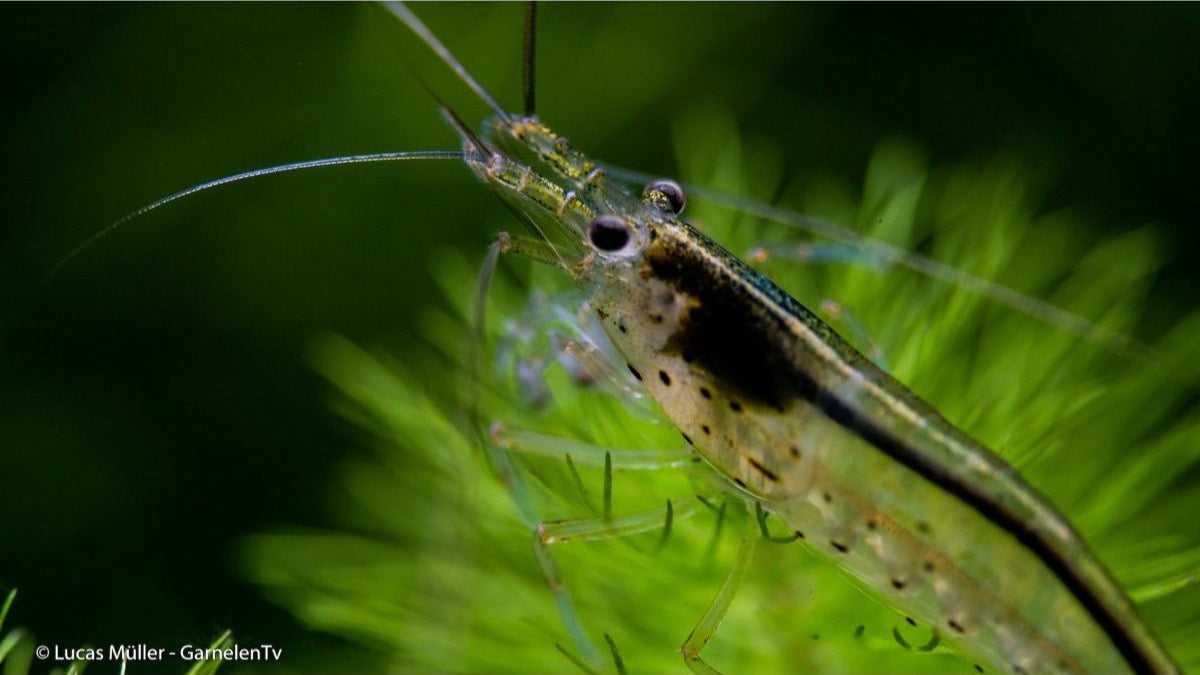 Amanogarnele beim Abweiden von Algen