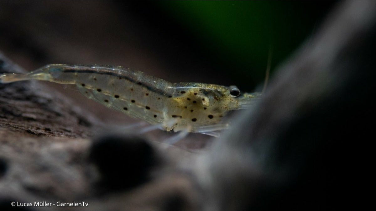 Gruppe von Amanogarnelen in einem bepflanzten Aquarium