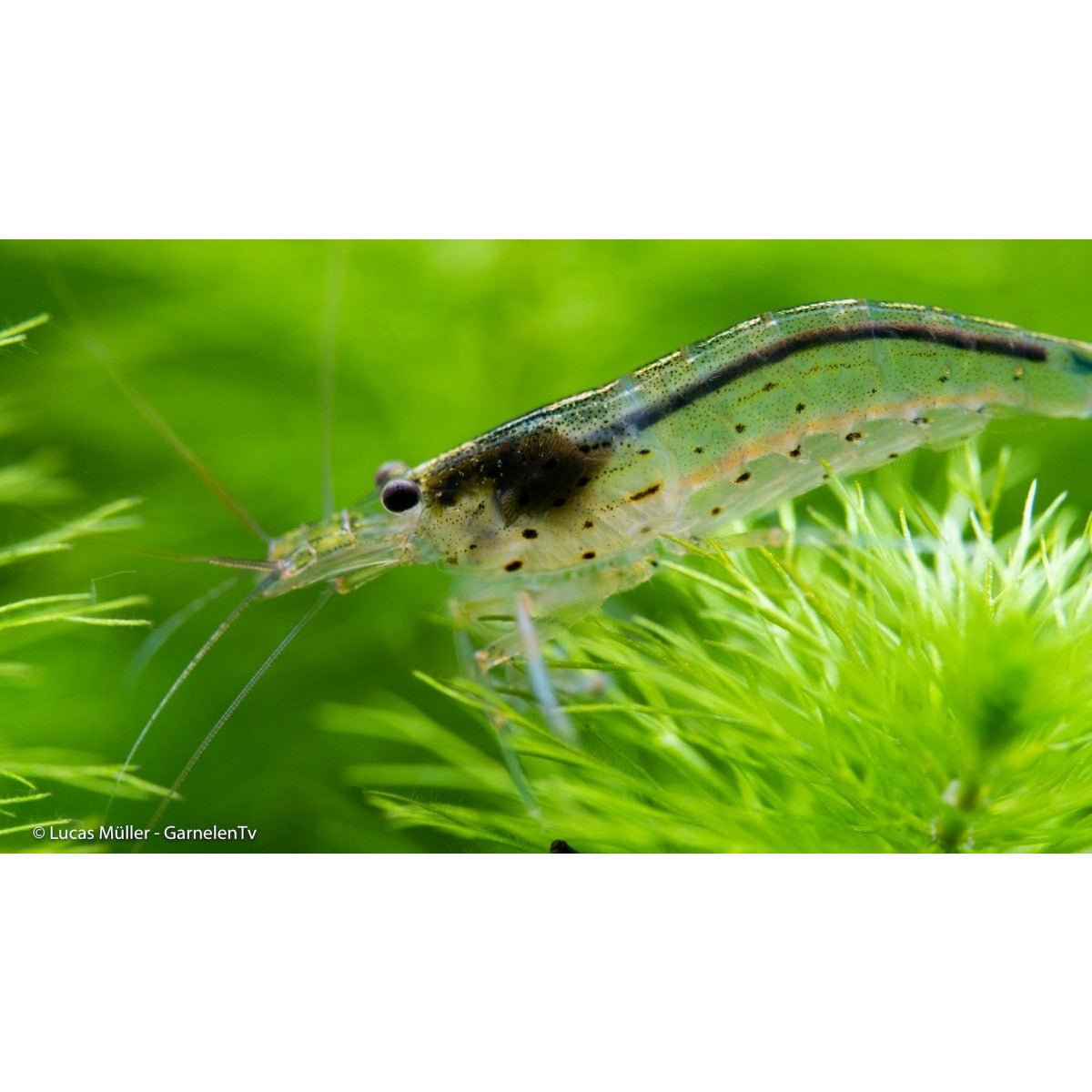 Gruppe von Amanogarnelen in einem bepflanzten Aquarium