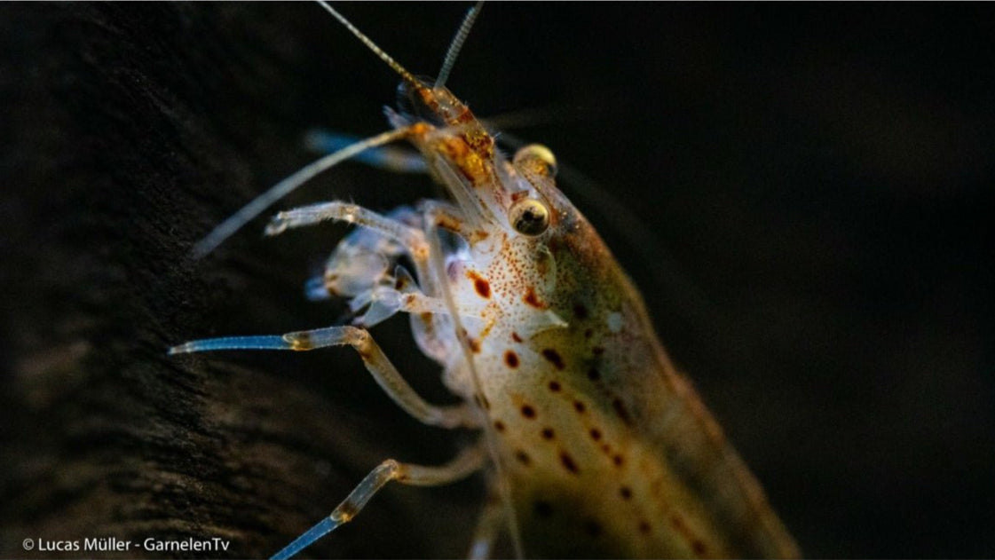 Amanogarnele Caridina multidentata im Aquarium