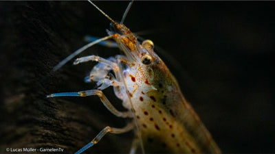 Amanogarnele - Caridina multidentata