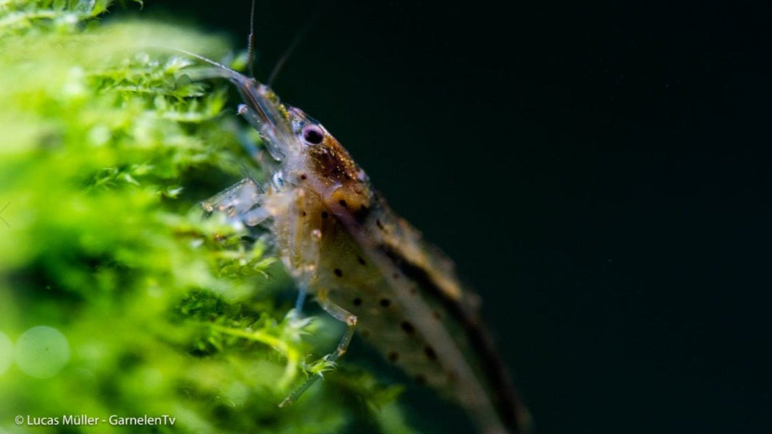 Amanogarnele Caridina multidentata im Aquarium