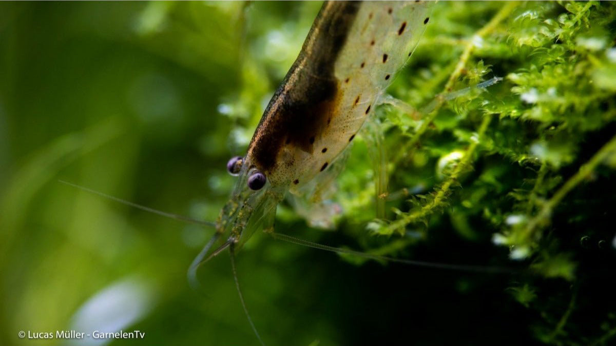 Amanogarnele beim Abweiden von Algen
