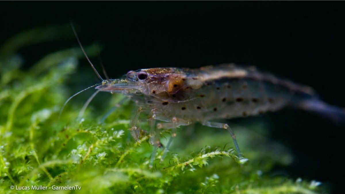 Nahaufnahme einer Amanogarnele im Wasser