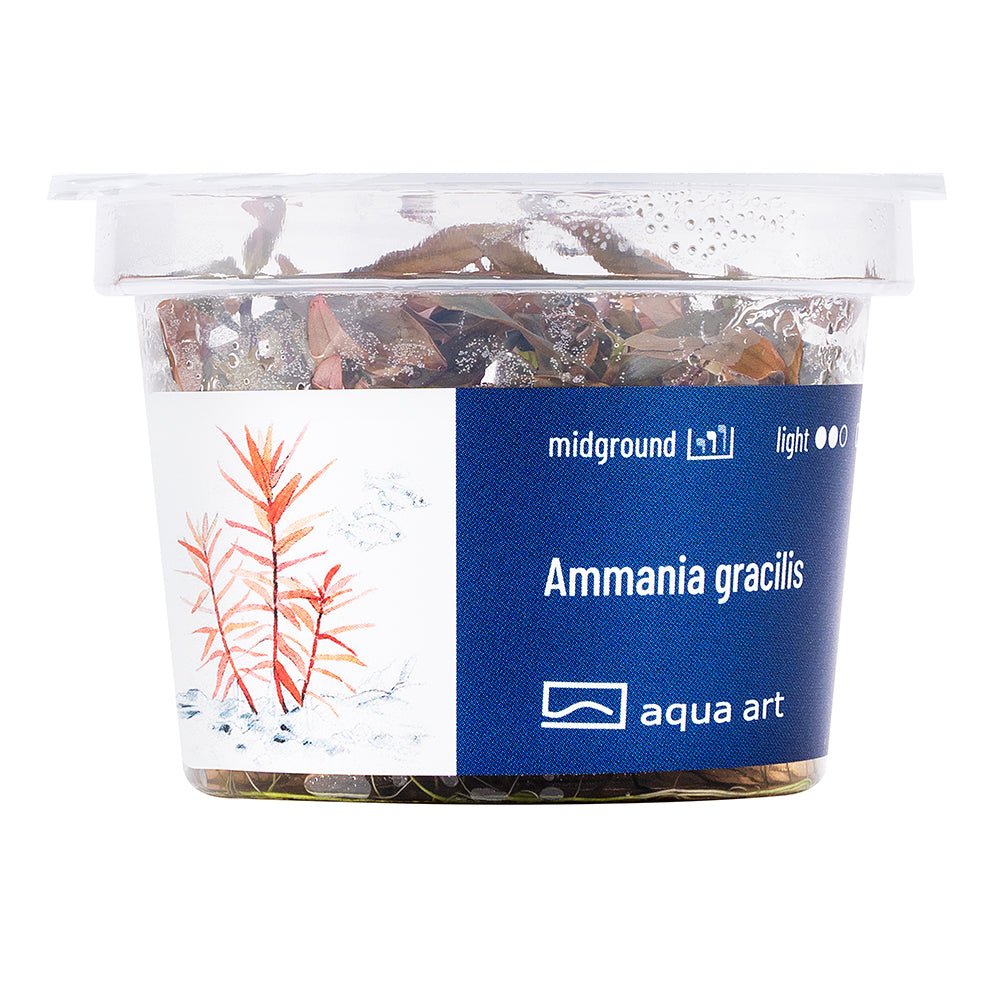 Ammania gracilis - InVitro - GarnelenTv-Shop
Ammania gracilis mit grünen und roten Blättern im Aquarium