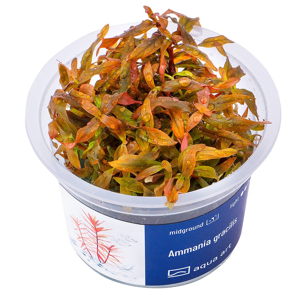 Ammania gracilis - InVitro - GarnelenTv-Shop
Ammania gracilis InVitro – Schnellwachsende Stängelpflanze im Aquarium