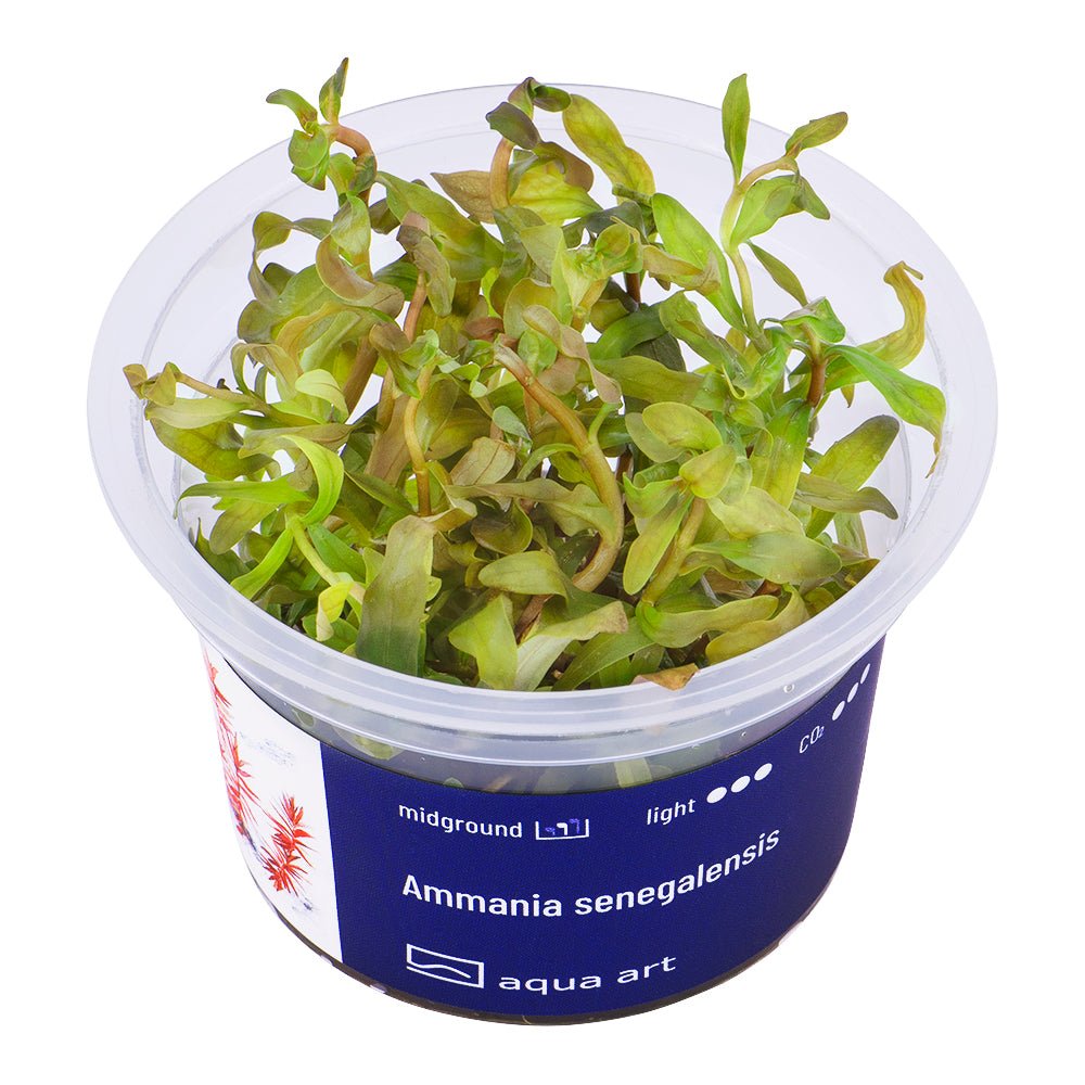 Ammania senegalensis - InVitro - GarnelenTv-Shop
Ammania senegalensis InVitro Pflanze im Aquarium
