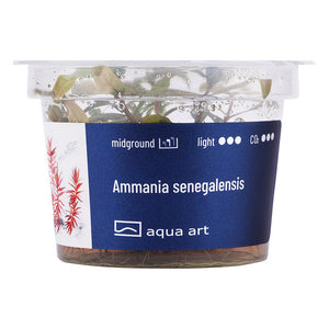 Ammania senegalensis - InVitro - GarnelenTv-Shop
Ammania senegalensis InVitro – Orangefarbene Blätter im Aquarium
