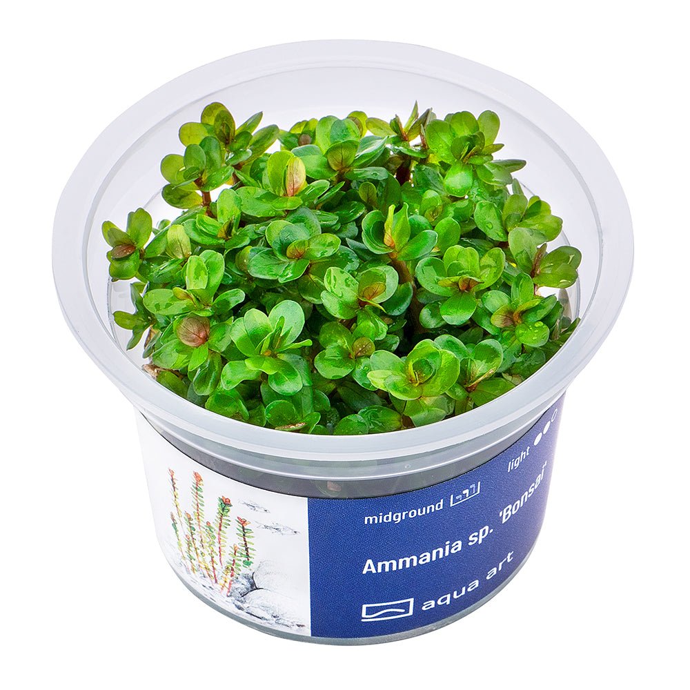 Ammania sp.&#39;Bonsai&#39; - GarnelenTv-Shop
Ammania sp. &#39;Bonsai&#39; Aquarienpflanze