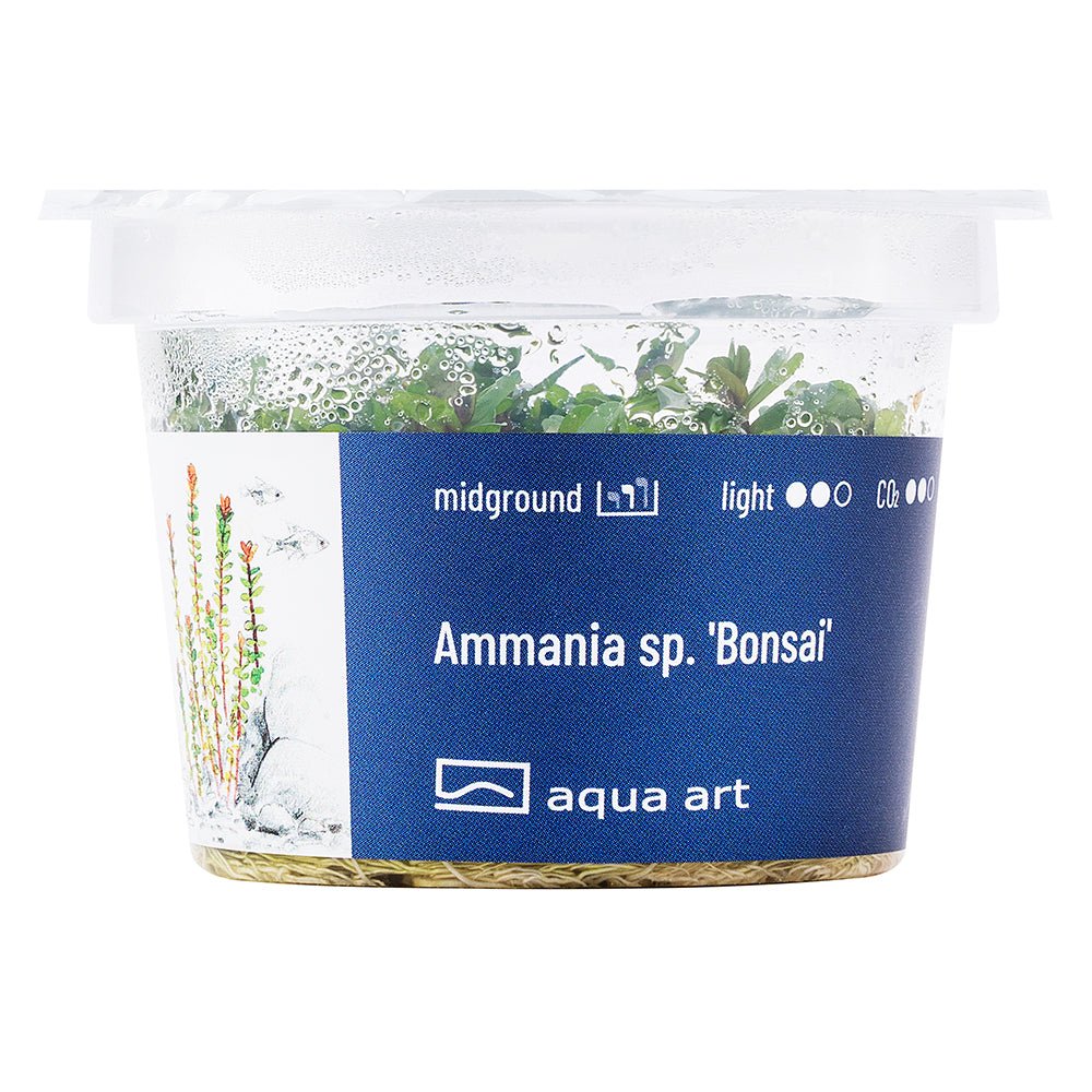 Ammania sp.&#39;Bonsai&#39; - GarnelenTv-Shop
Miniatur Ammania sp. &#39;Bonsai&#39; im Aquarium