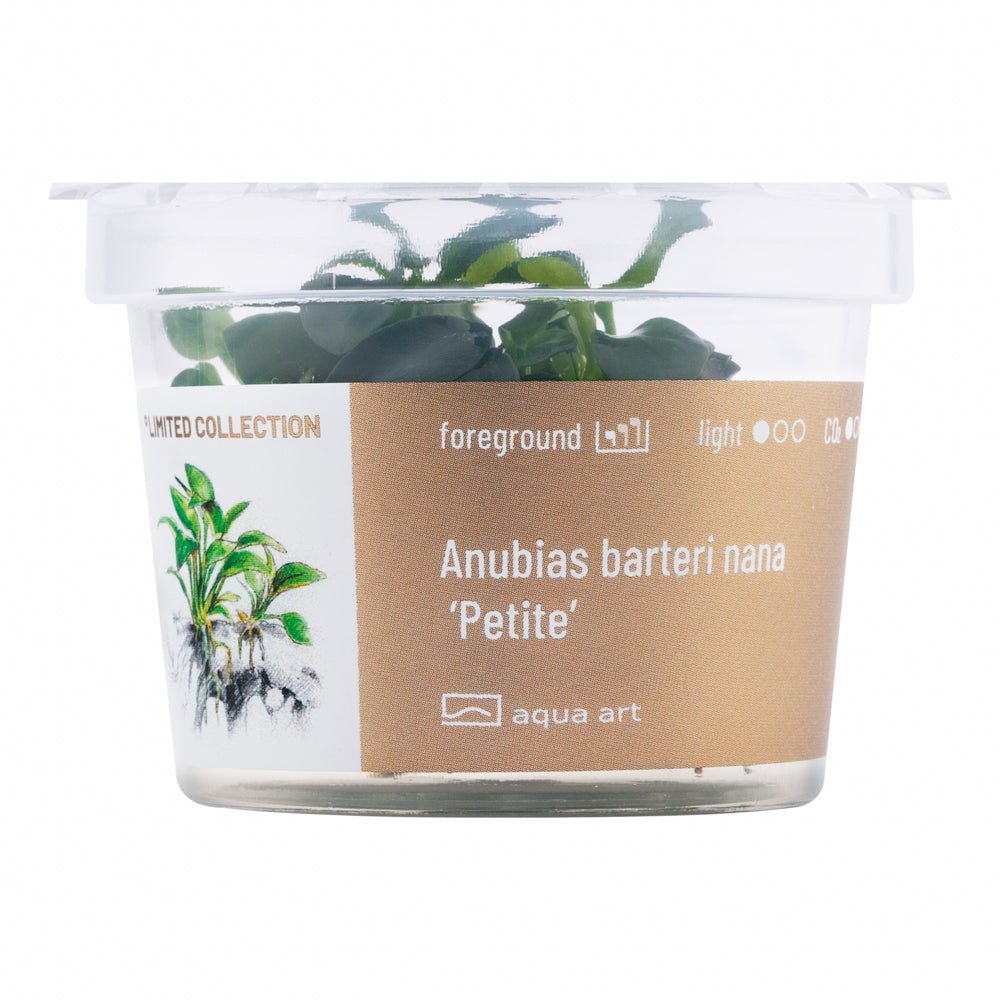 Anubias barteri nana ’Petite’ - InVitro - GarnelenTv-Shop
Anubias barteri nana 'Petite' auf einem Stein im Aquarium