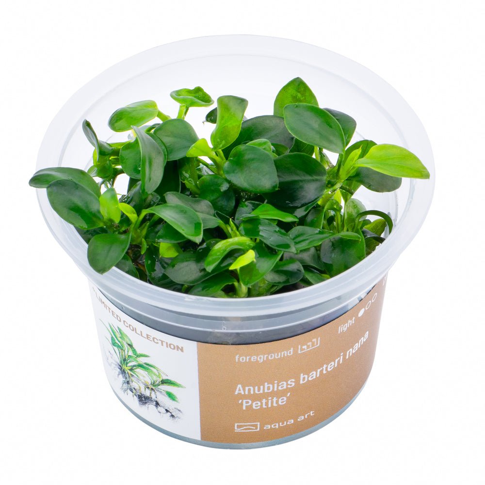 Anubias barteri nana ’Petite’ - InVitro - GarnelenTv-Shop
Anubias barteri nana 'Petite' auf einem Stein im Aquarium