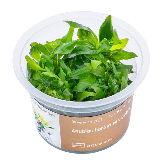 Anubias barteri var. Glabra - InVitro - GarnelenTv-Shop
Anubias barteri var. Glabra mit spitzen lanzettlichen Blättern im Aquarium

Anubias barteri var. Glabra InVitro Pflanze im Aquarium

