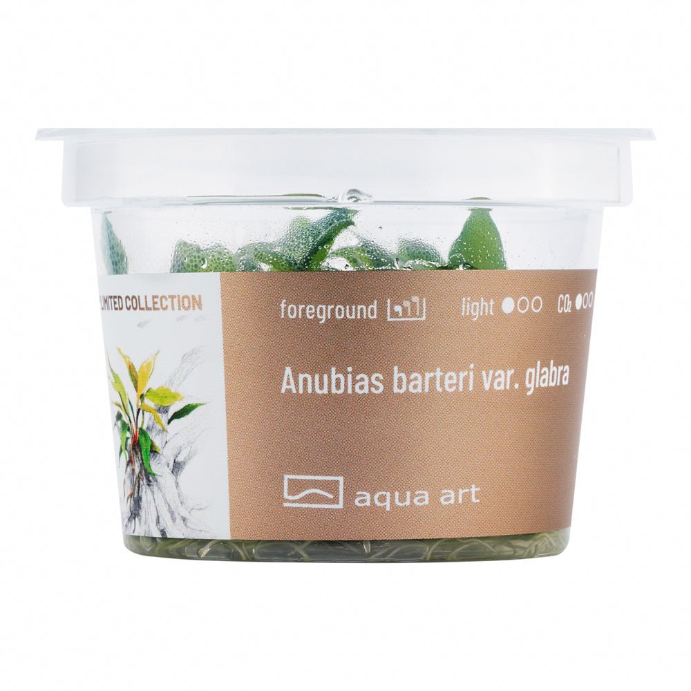 Nahaufnahme von Anubias Glabra auf einem Stein, ideal für Aquascaping