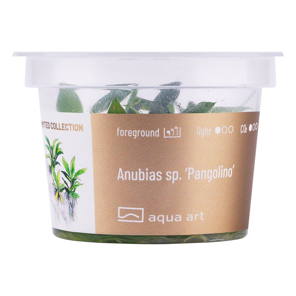 Anubias sp. ’Pangolino’ - InVitro - GarnelenTv-Shop

Anubias sp. ’Pangolino’ InVitro Vordergrundpflanze
