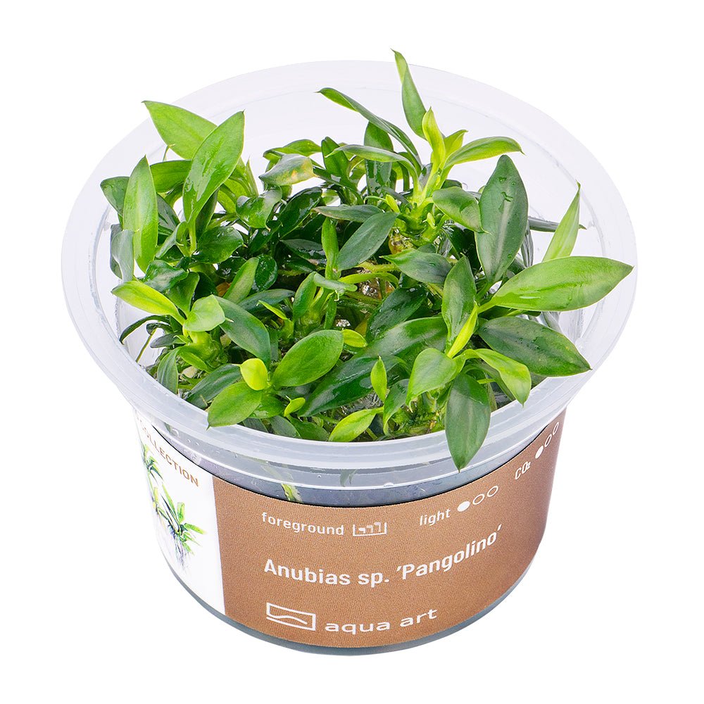 Anubias sp. ’Pangolino’ - InVitro - GarnelenTv-Shop

Anubias sp. ’Pangolino’ InVitro Vordergrundpflanze
