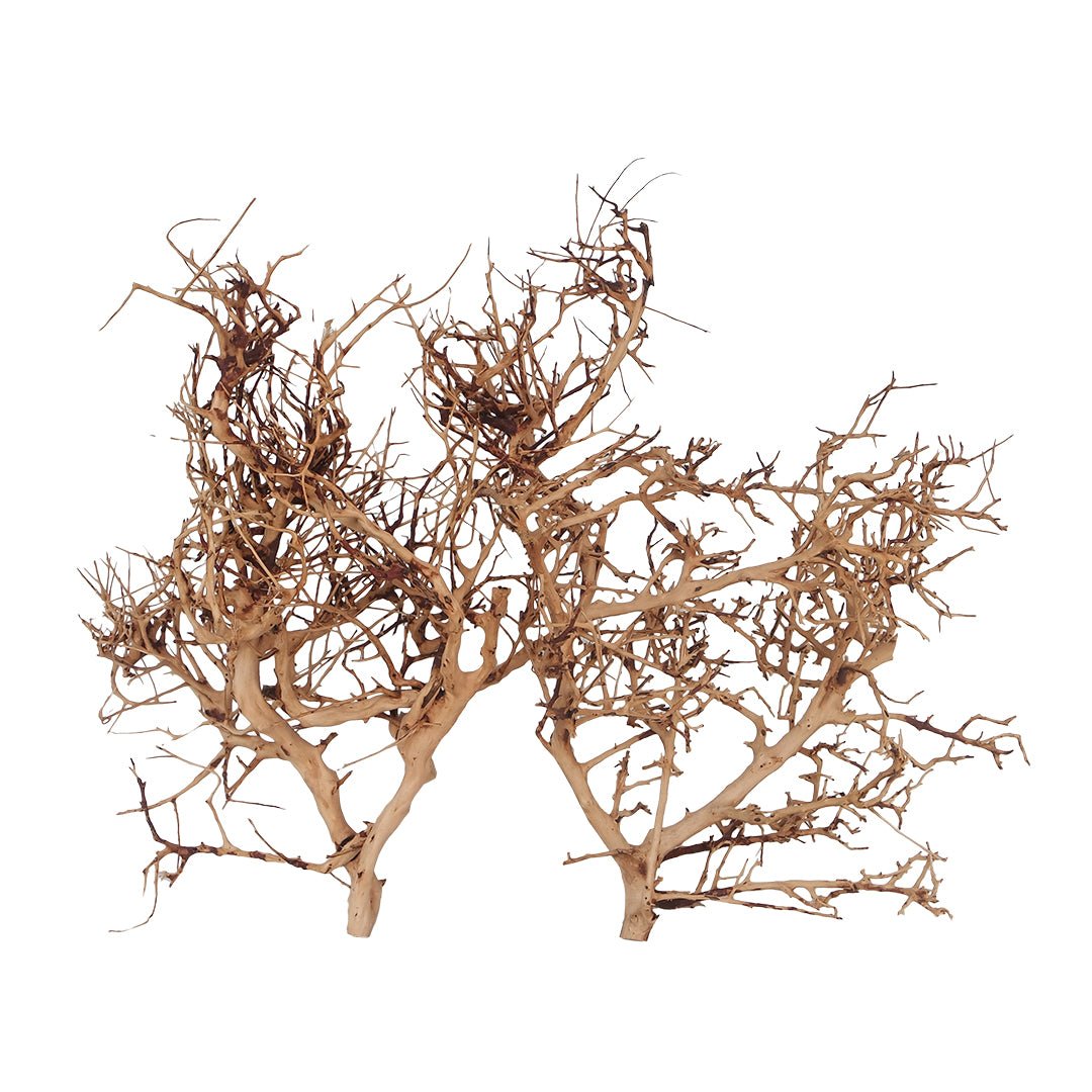 Aqua Della - Thailand zweig braun | M - 25-35cm - GarnelenTv-Shop